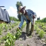 Seguridad Social para trabajadores del campo
